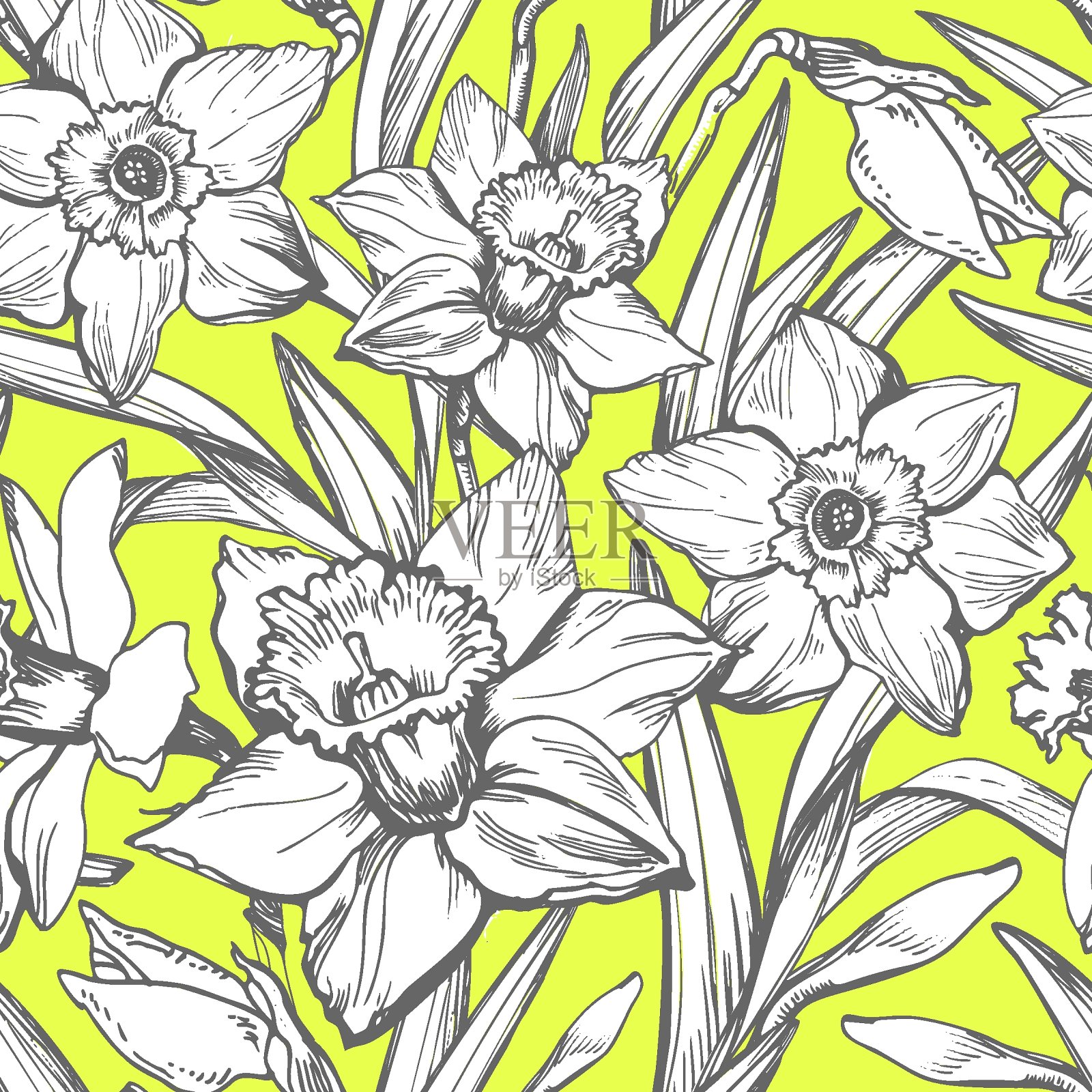 春夏植物学上无缝花纹的水仙花。插画图片素材