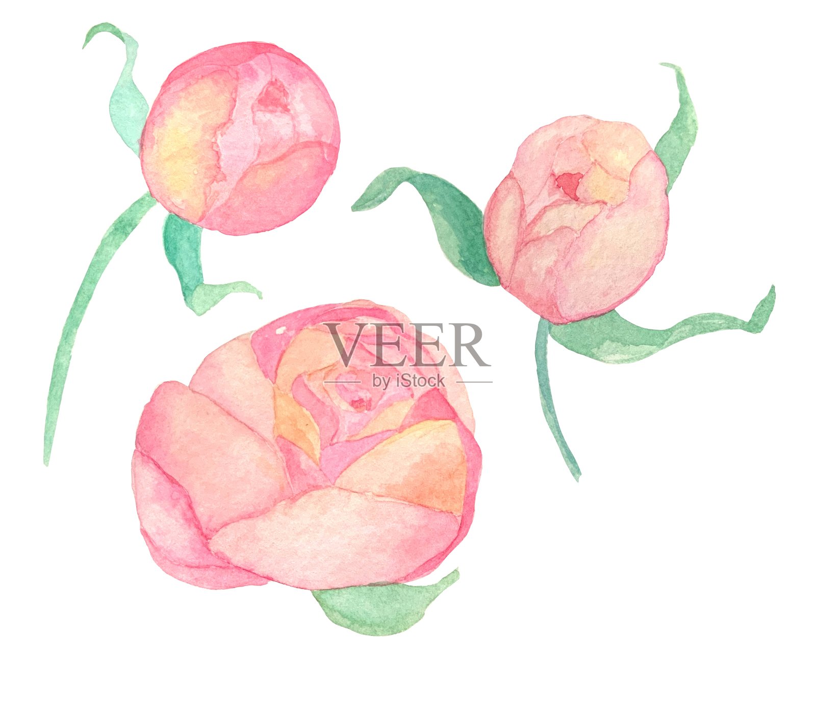 水彩画插图的粉红色牡丹花在白色的背景，孤立的设计元素插画图片素材