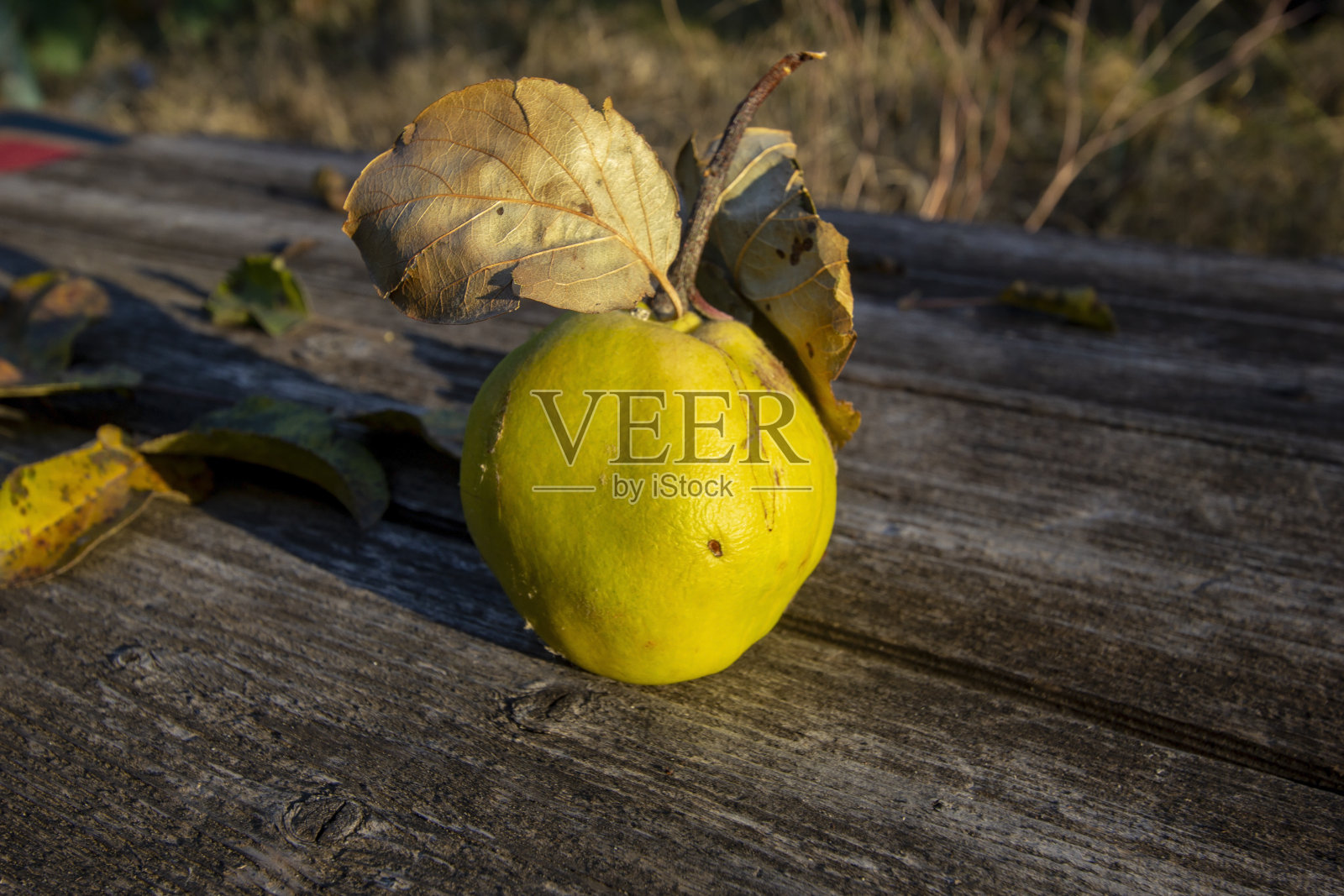 成熟新鲜的榅桲，木质背景。照片摄影图片