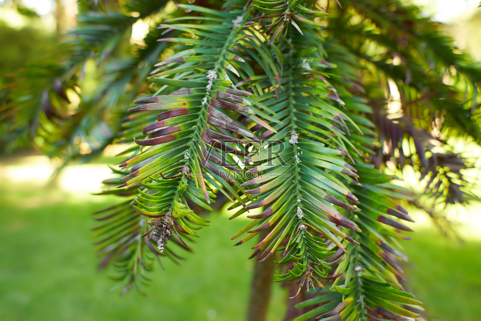 沃勒米松树(Wollemia nobilis)的特写照片摄影图片