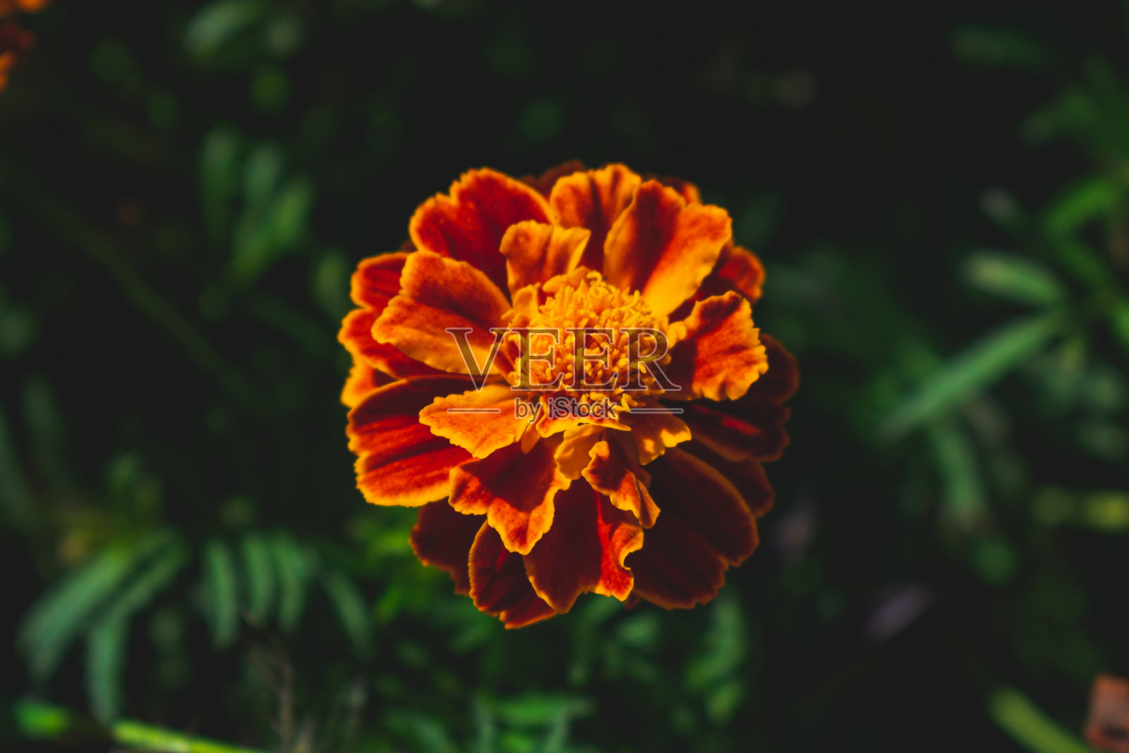 金盏花在秋天盛开照片摄影图片