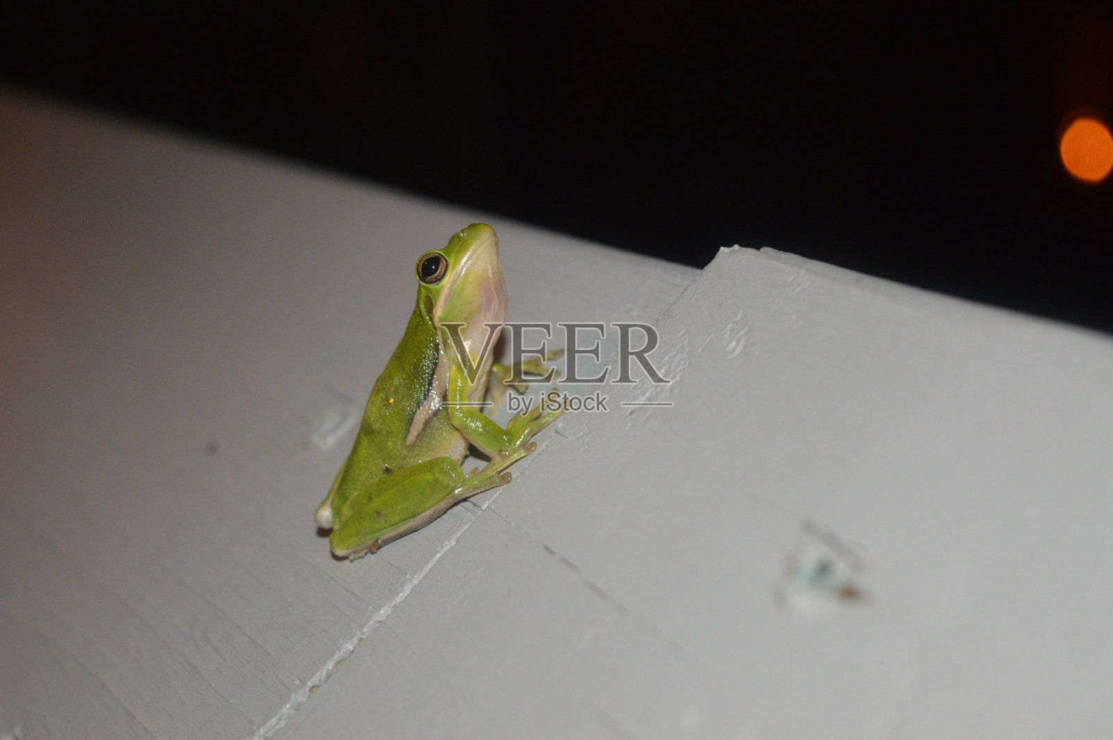 青蛙的姿势照片摄影图片