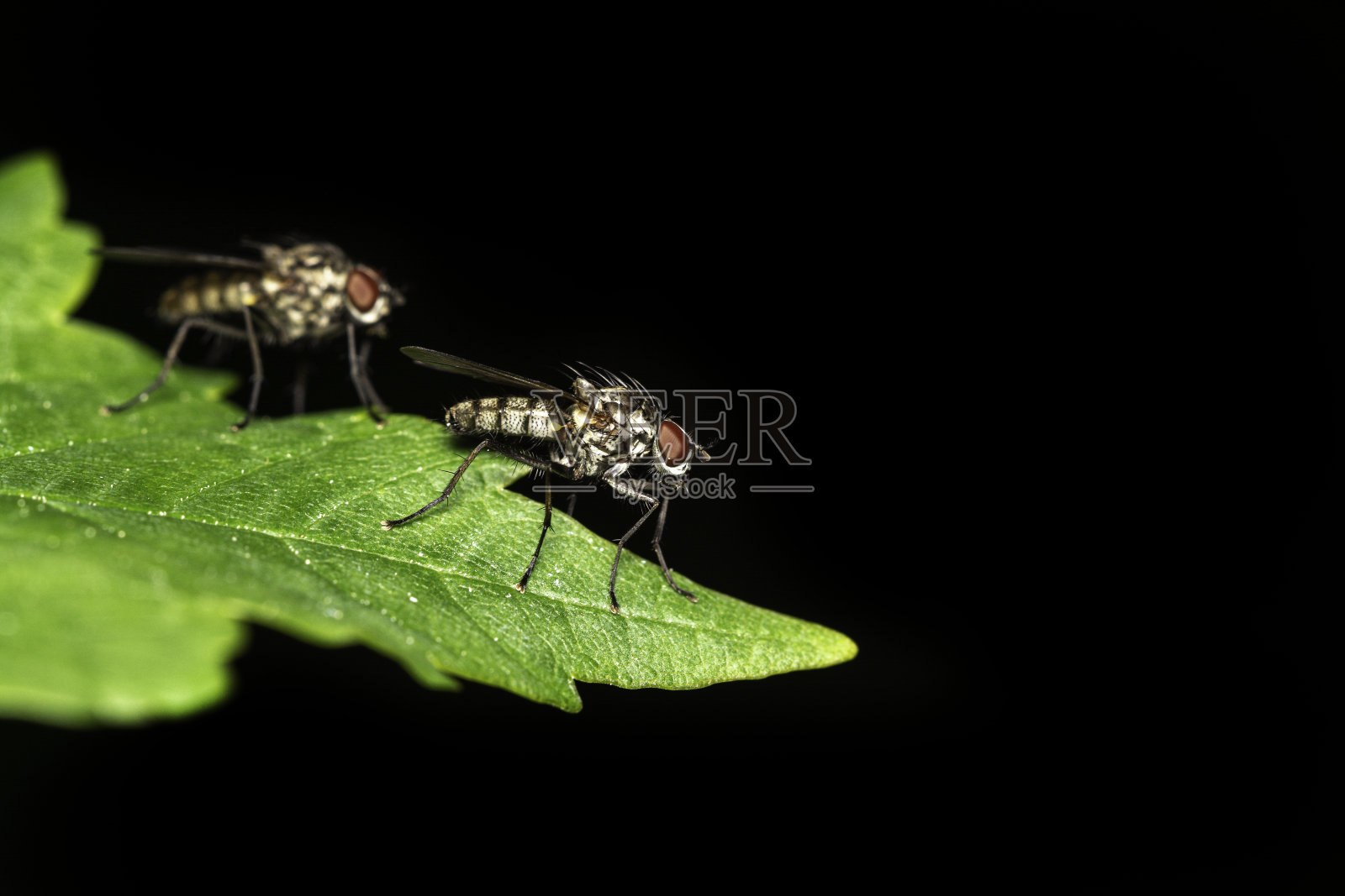 两片树叶上的苍蝇照片摄影图片
