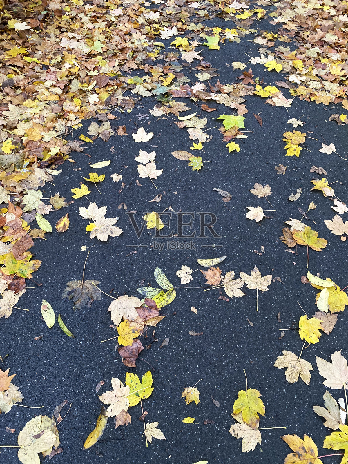 沥青上的干树叶照片摄影图片