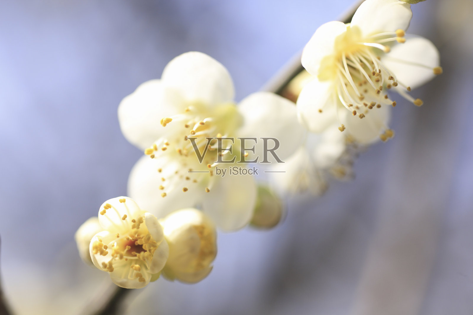 梅花照片摄影图片