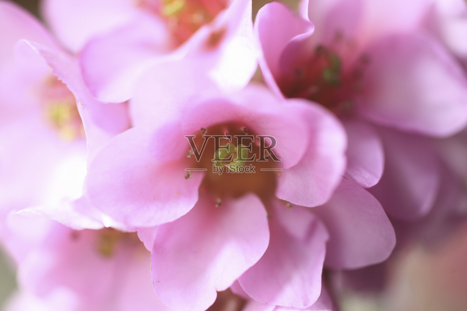 粉红色开花植物特写镜头照片摄影图片