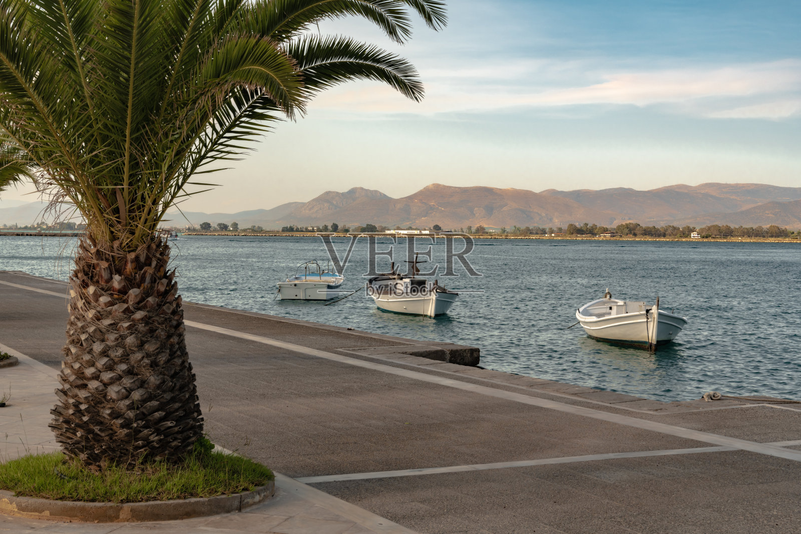 Nafplion堤岸上的一棵大棕榈树照片摄影图片