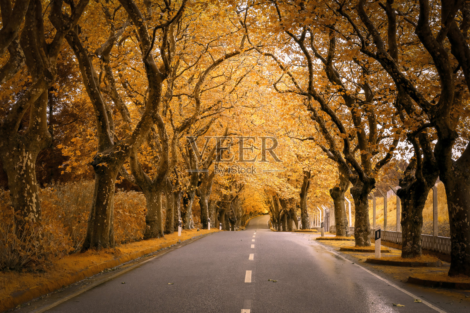 金的方式照片摄影图片