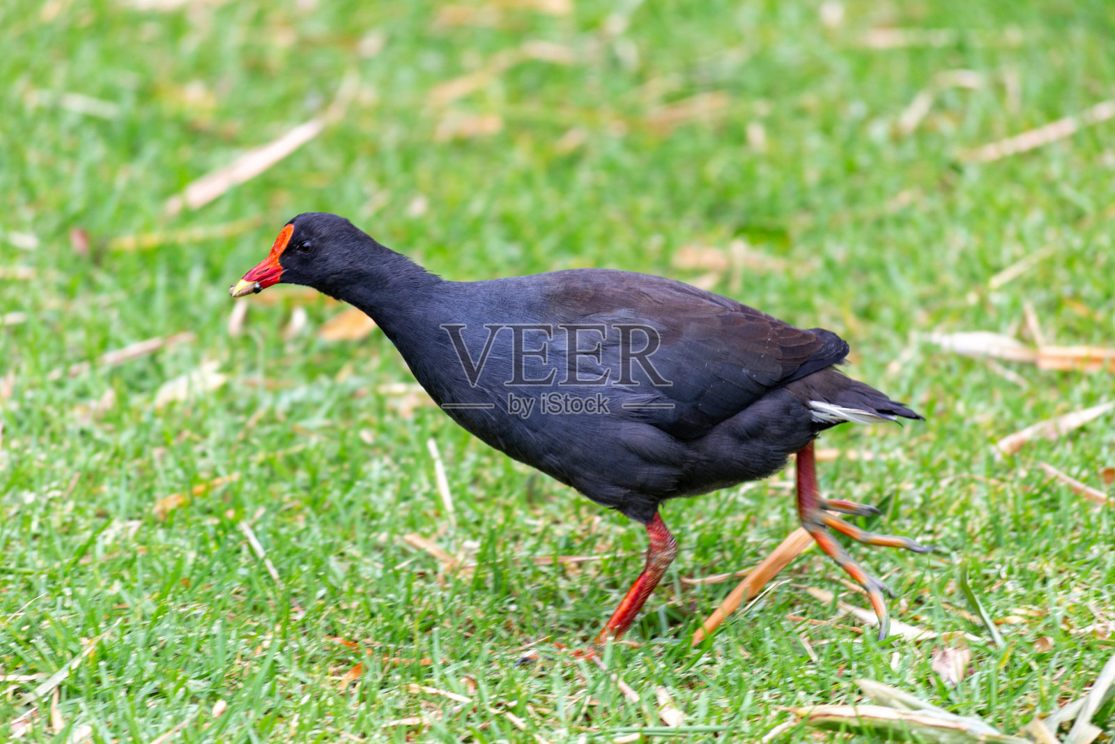 澳大利亚悉尼市区的野生鸟类照片摄影图片