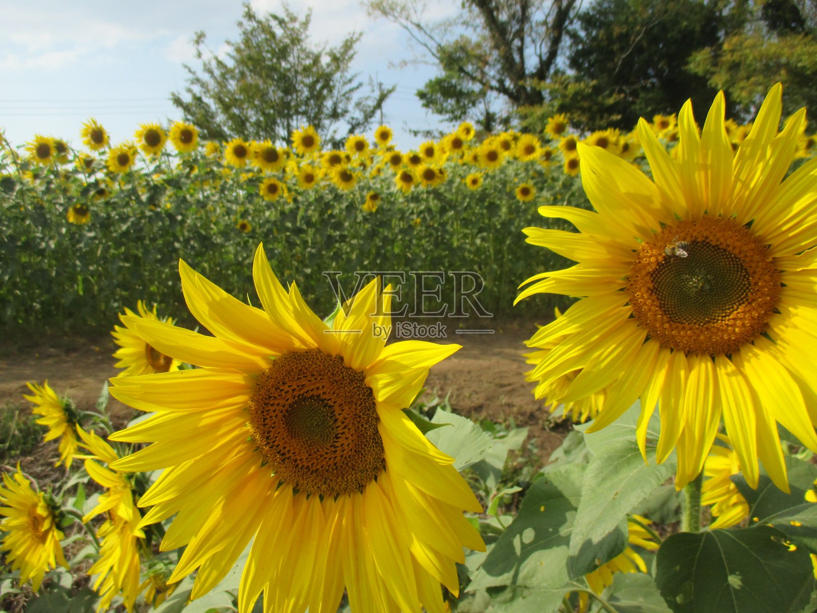 美丽的日本秋天向日葵大的花照片摄影图片