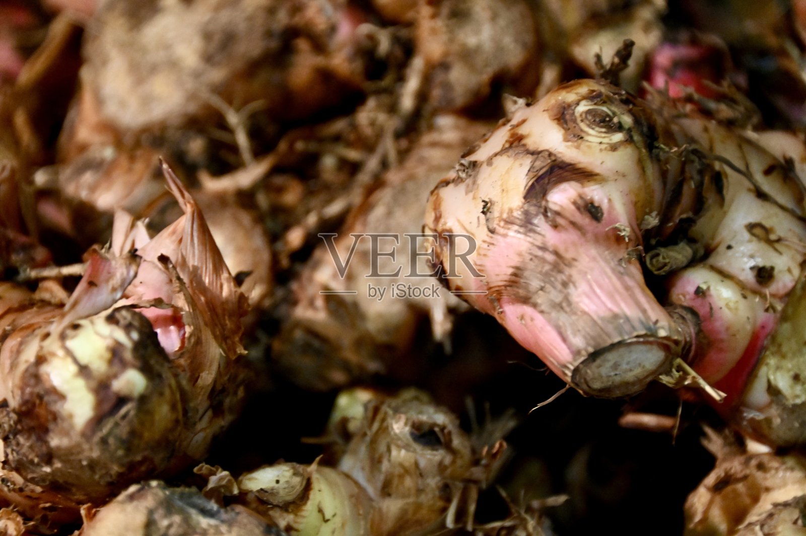 姜照片摄影图片