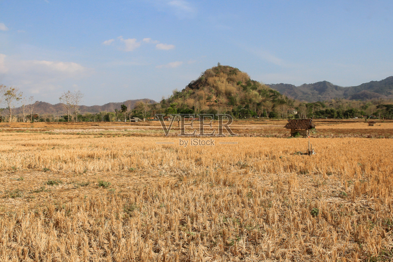 长期干旱导致农业地区经历干旱，一些植物死亡和歉收由于气候变化照片摄影图片