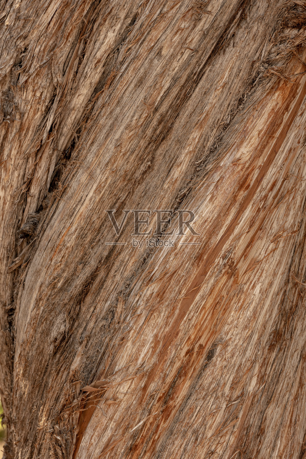 劈裂裸露的树干木材照片摄影图片