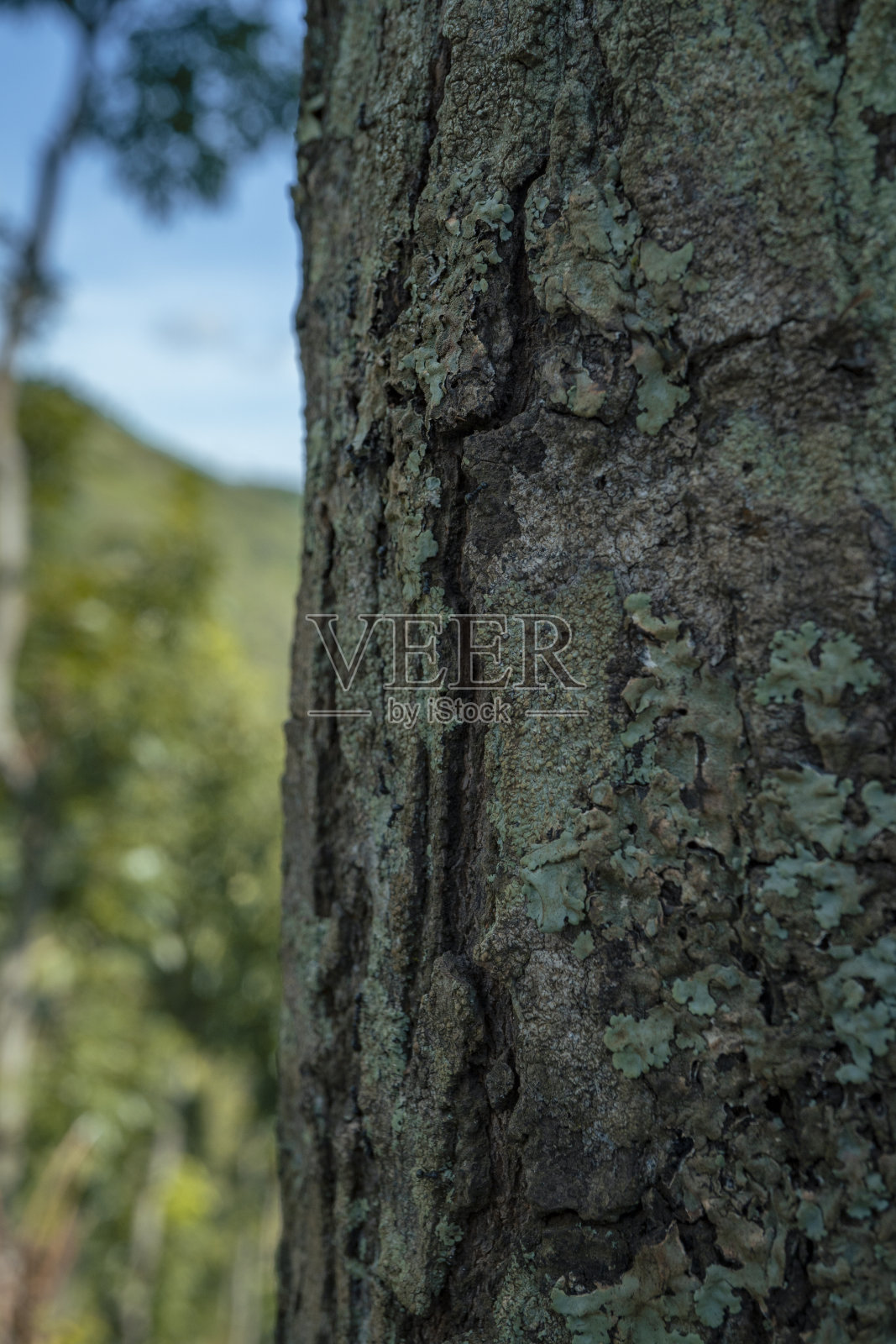 印度尼西亚热带雨林的树干的背景和纹理照片摄影图片
