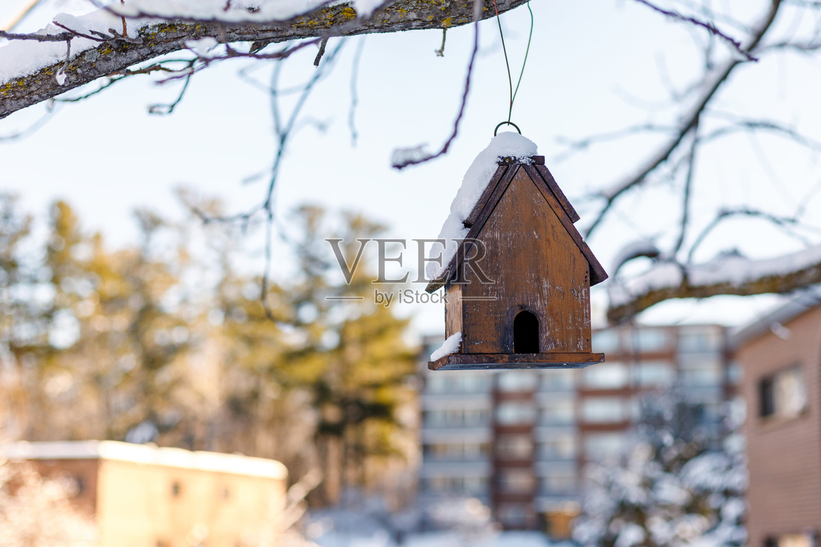 冬天，后院房子附近的树枝上挂着鸟屋。照片摄影图片