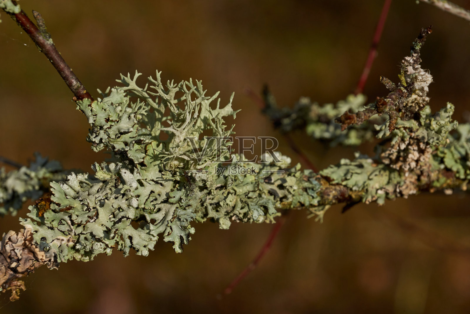 Parmelia sulcata (lat。条藓属的地衣类型照片摄影图片