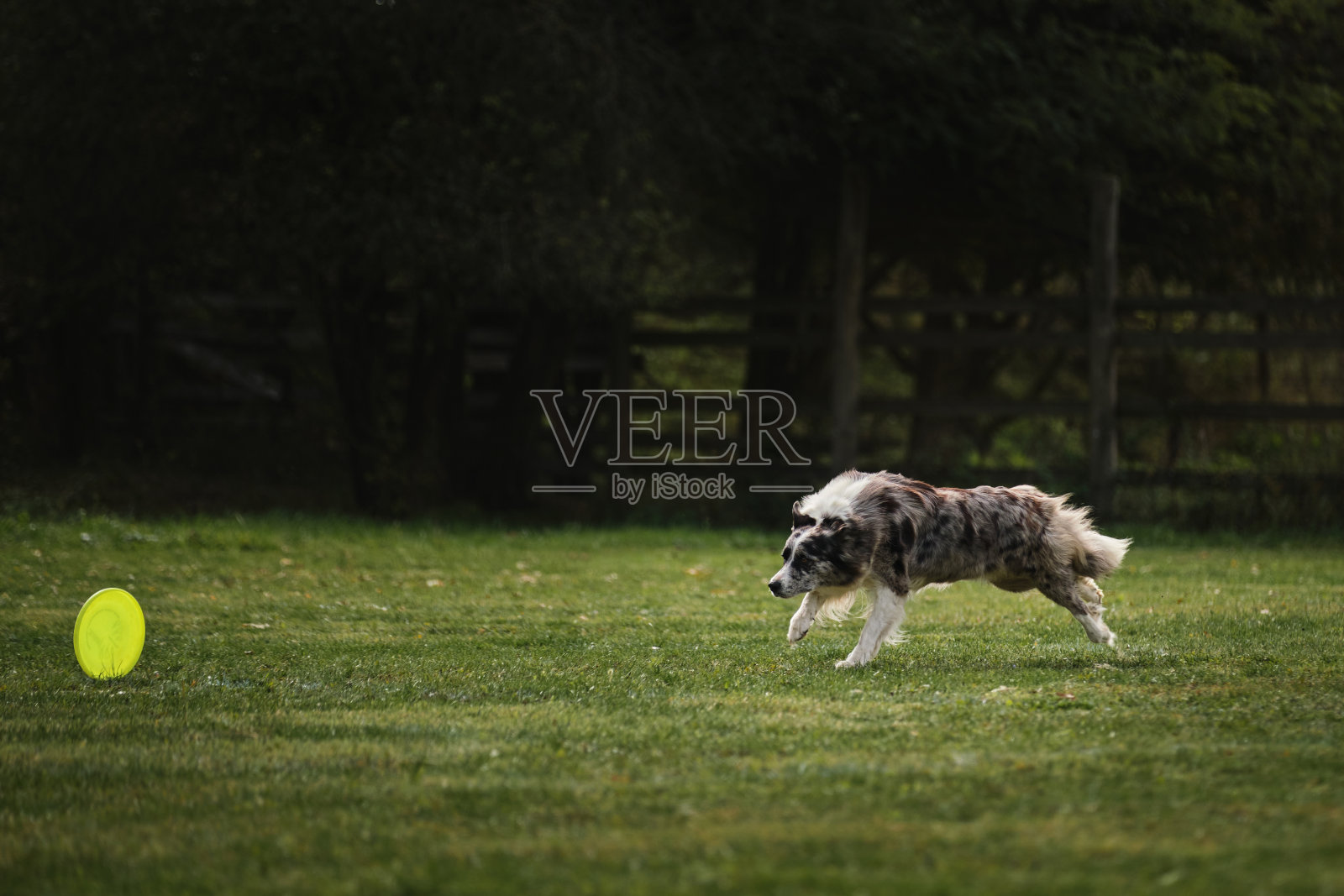 在公园绿地上与狗狗在新鲜空气中进行比赛和运动。毛绒绒的边境牧羊犬山鸟色跑得很快，用嘴捕捉特殊的飞行塑料盘。照片摄影图片