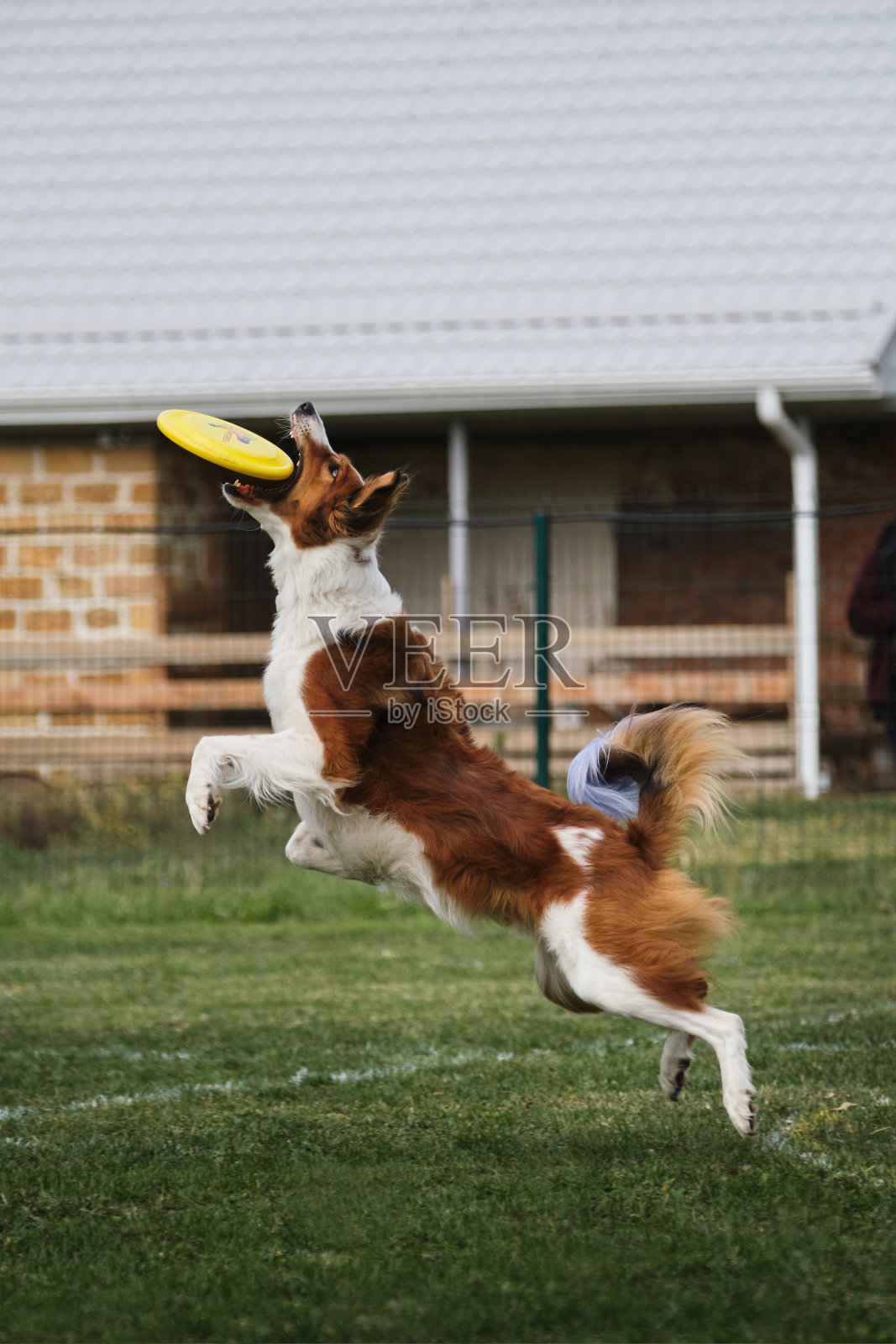比赛和运动与狗在新鲜的空气在绿色的场地。红白色貂色的毛绒绒的边境牧羊犬跳得很高，用嘴叼住黄色的飞盘。照片摄影图片