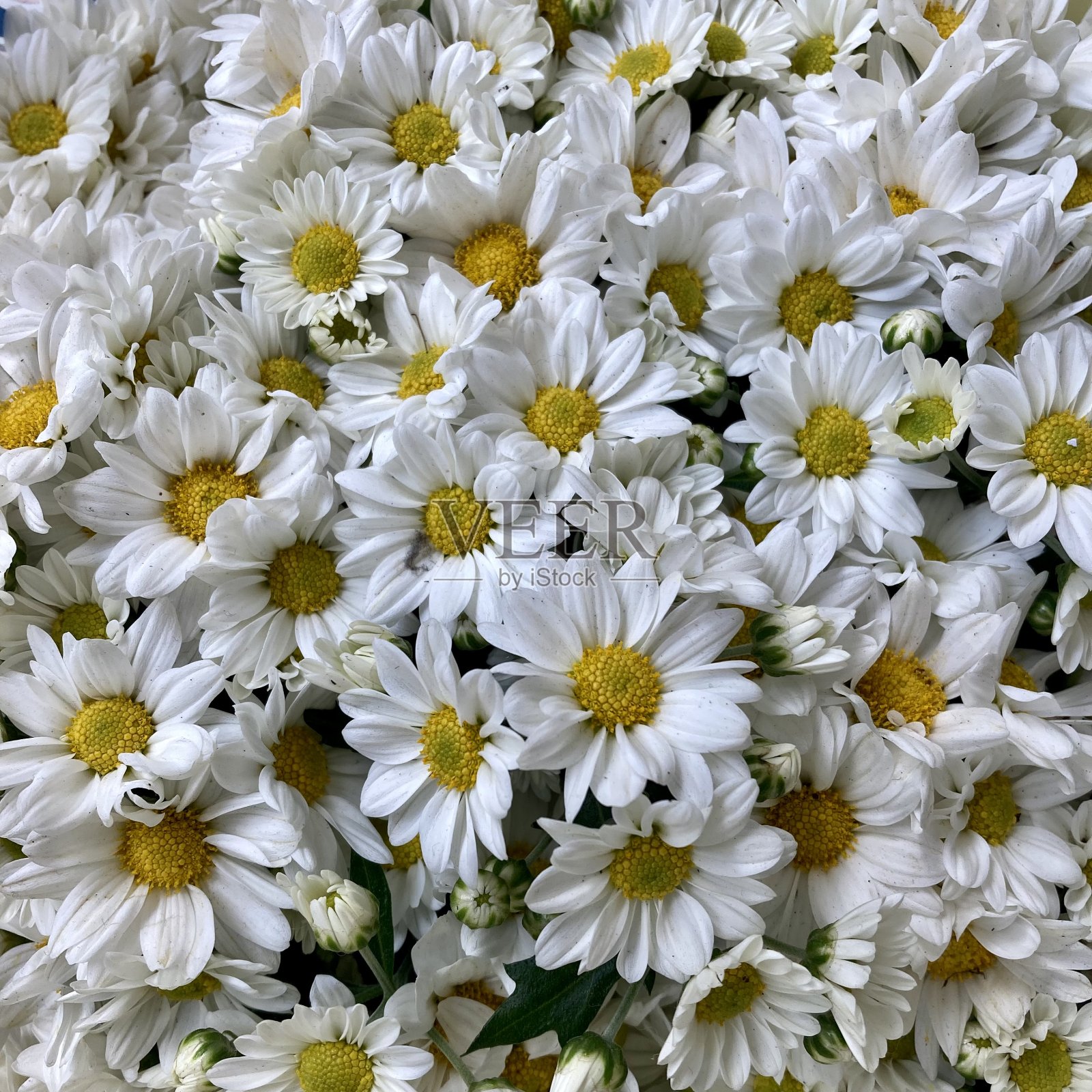 盛开的雏菊照片摄影图片