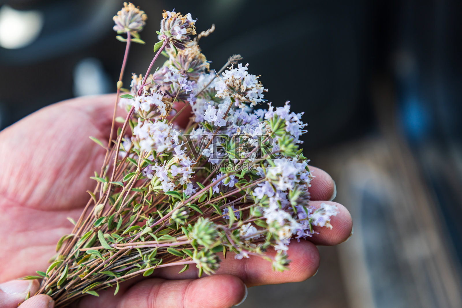 手捧新鲜采摘的野花。照片摄影图片