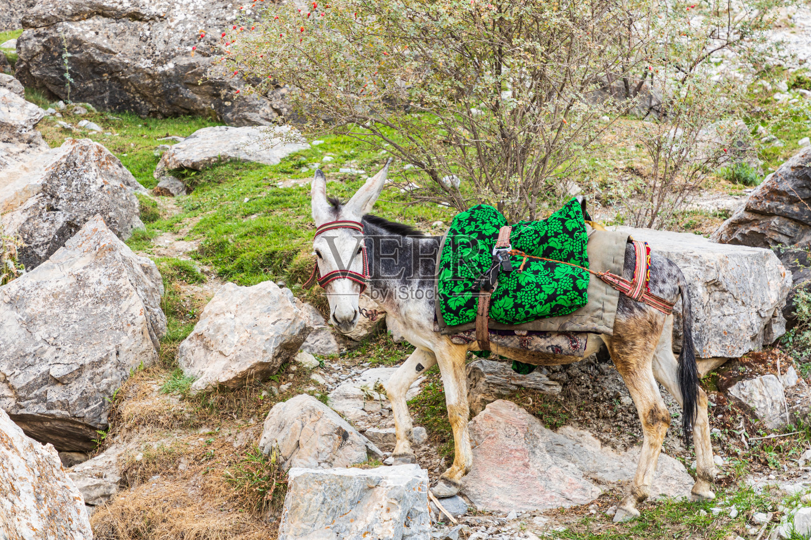 塔吉克斯坦农村的绿色垫驴。照片摄影图片