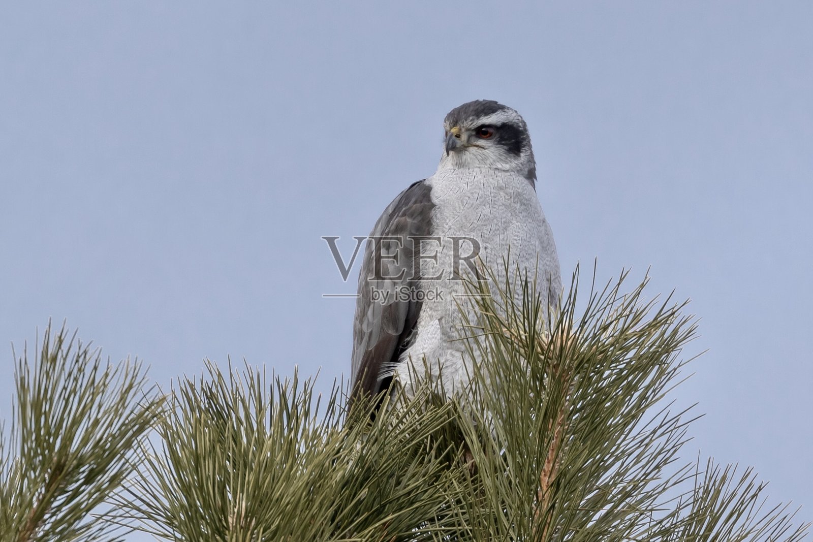 北部的苍鹰照片摄影图片