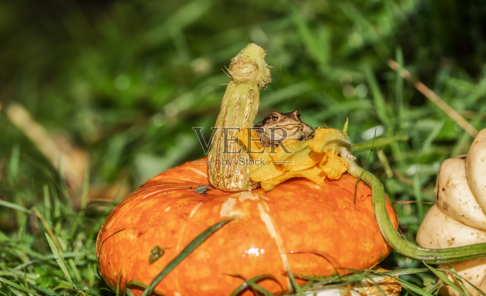 青蛙在南瓜上照片摄影图片