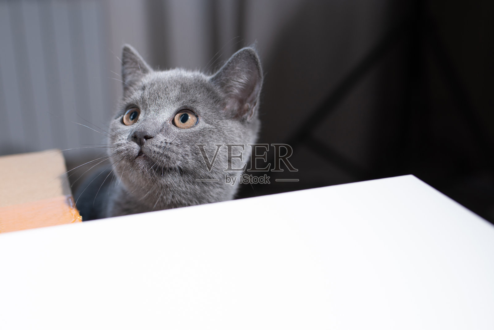 英国短毛灰猫从桌子底下偷看照片摄影图片