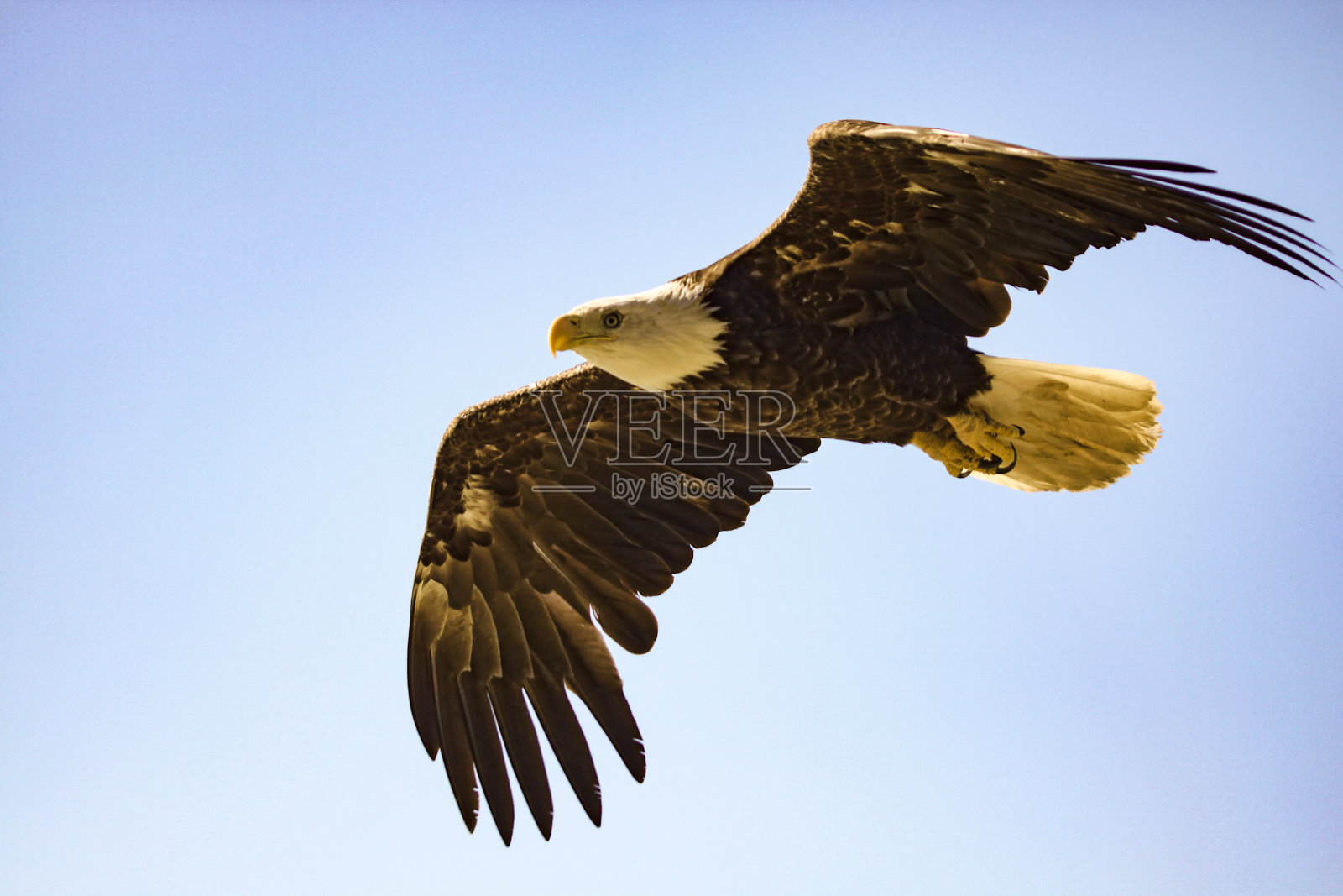 通过鹰# 3照片摄影图片