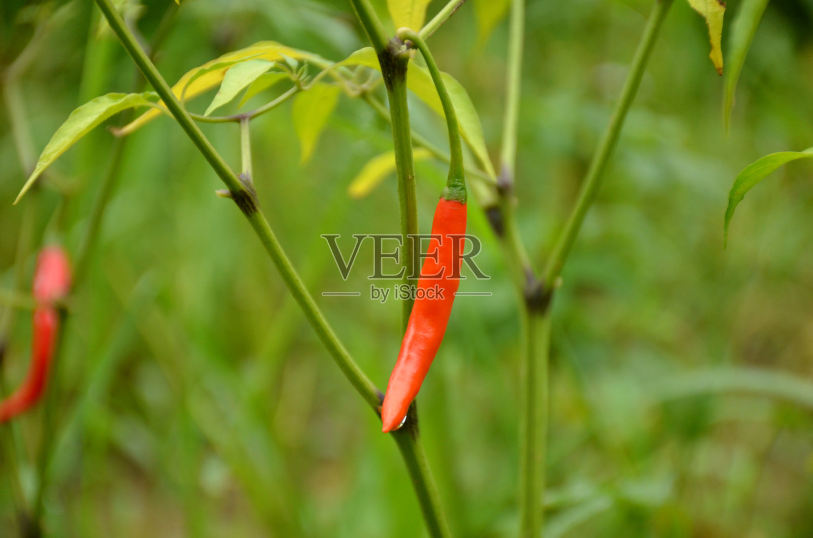 那红红的成熟凉凉的带着叶子和植物在花园里。照片摄影图片