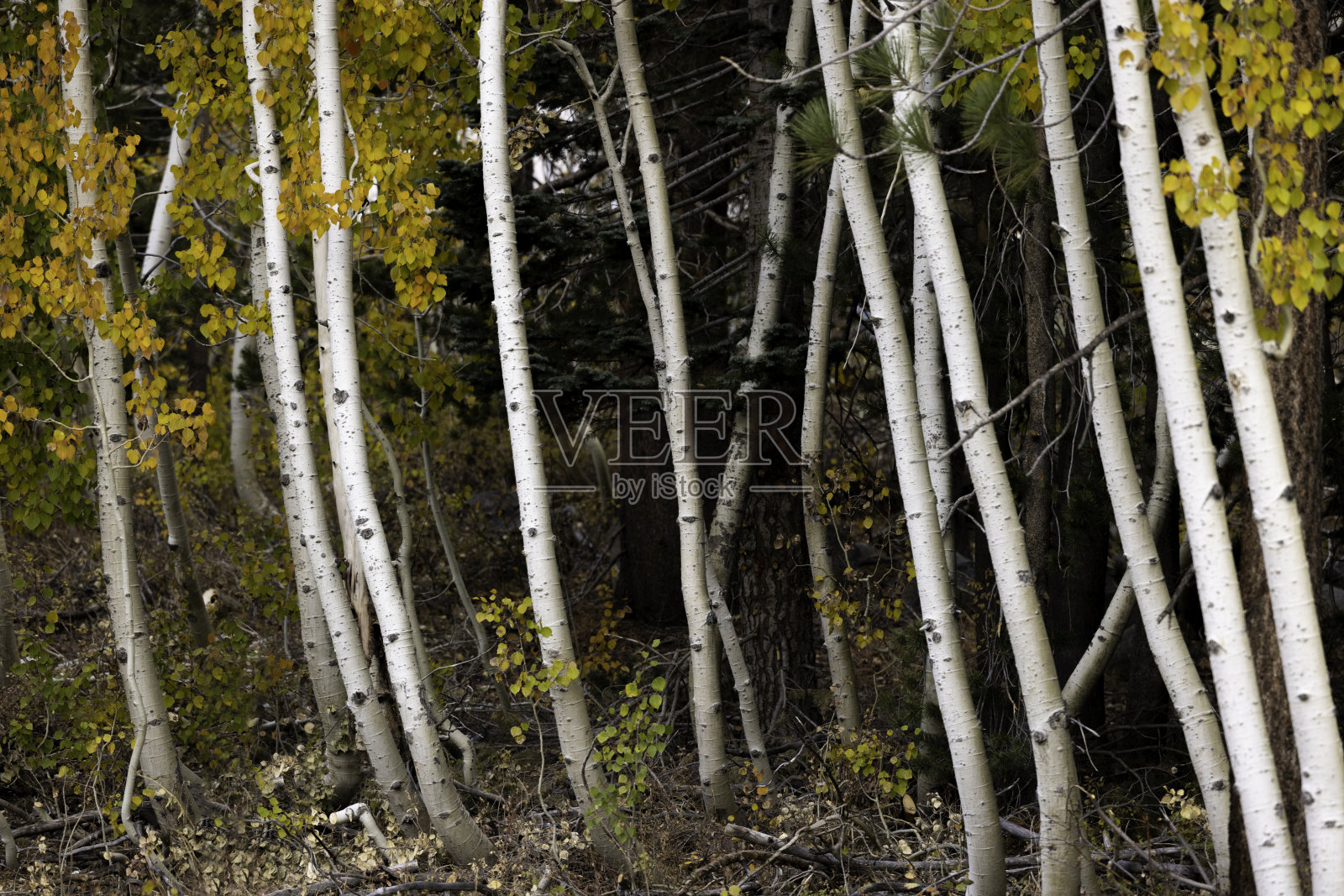 秋天给内华达山脉增添了色彩照片摄影图片