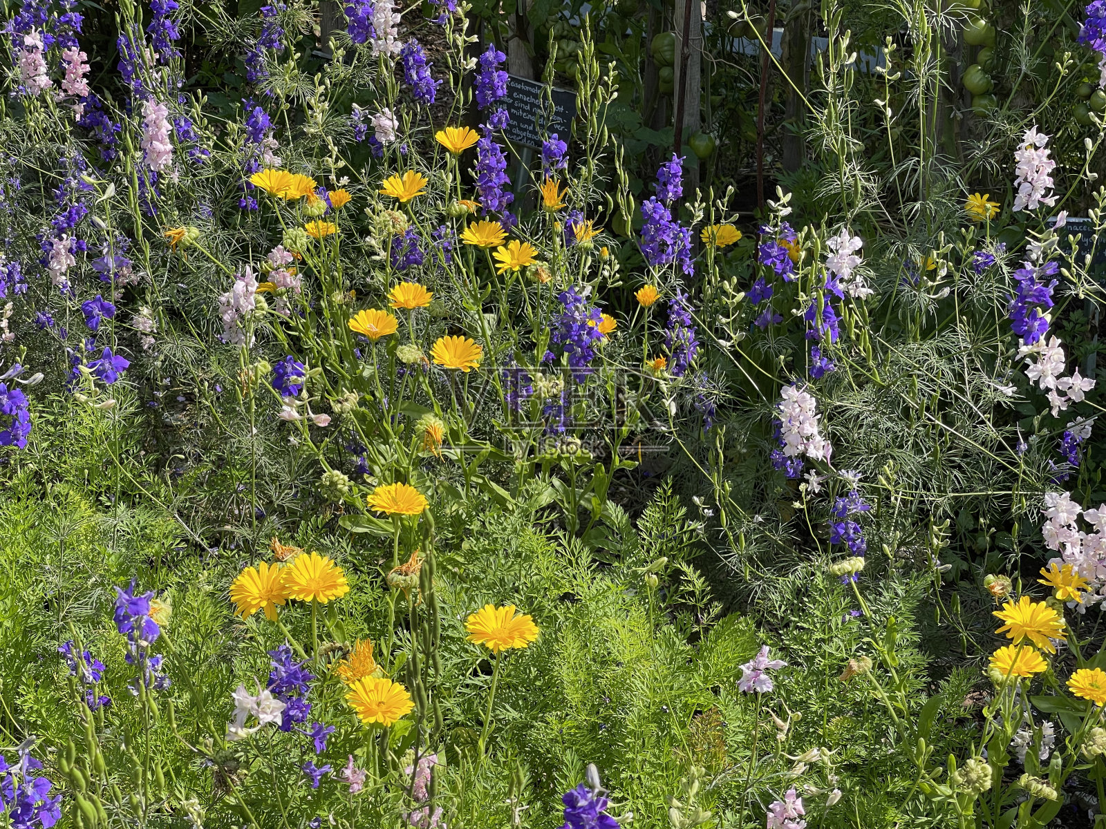 阿克里特斯庞， 巩固， 阿贾西斯照片摄影图片