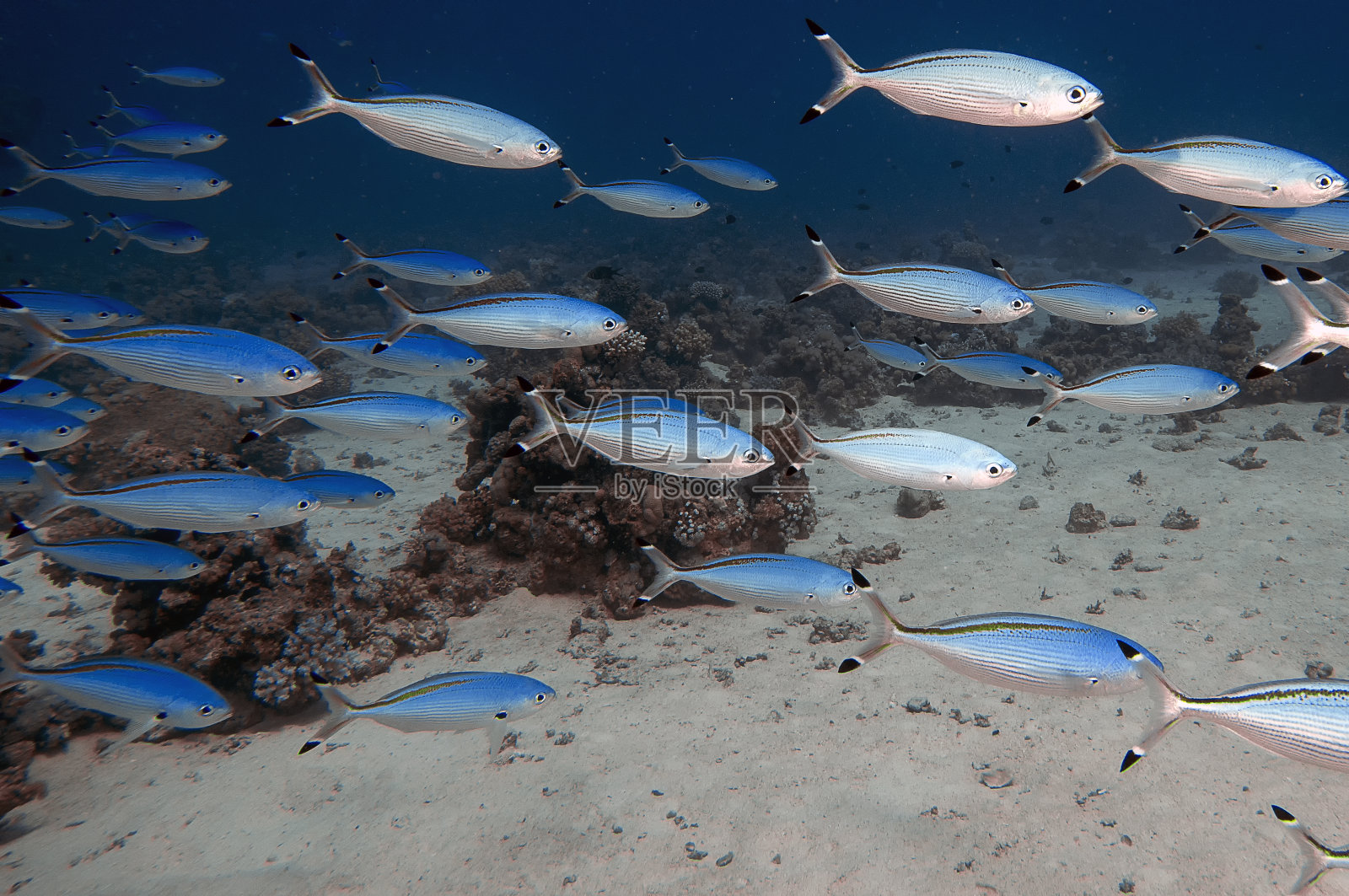埃及的红海拟乌尾冬鱼群照片摄影图片