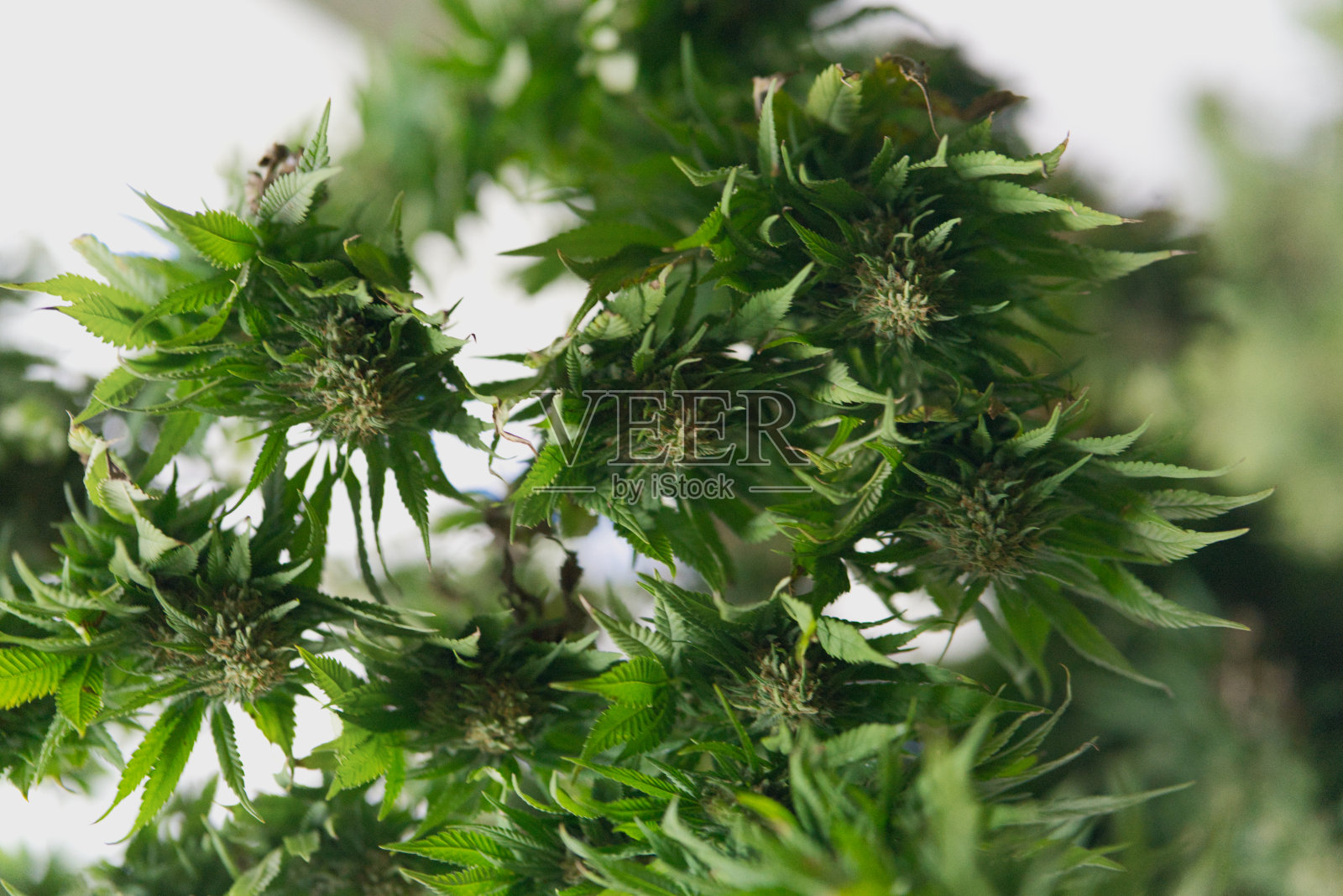 大麻上衣照片摄影图片