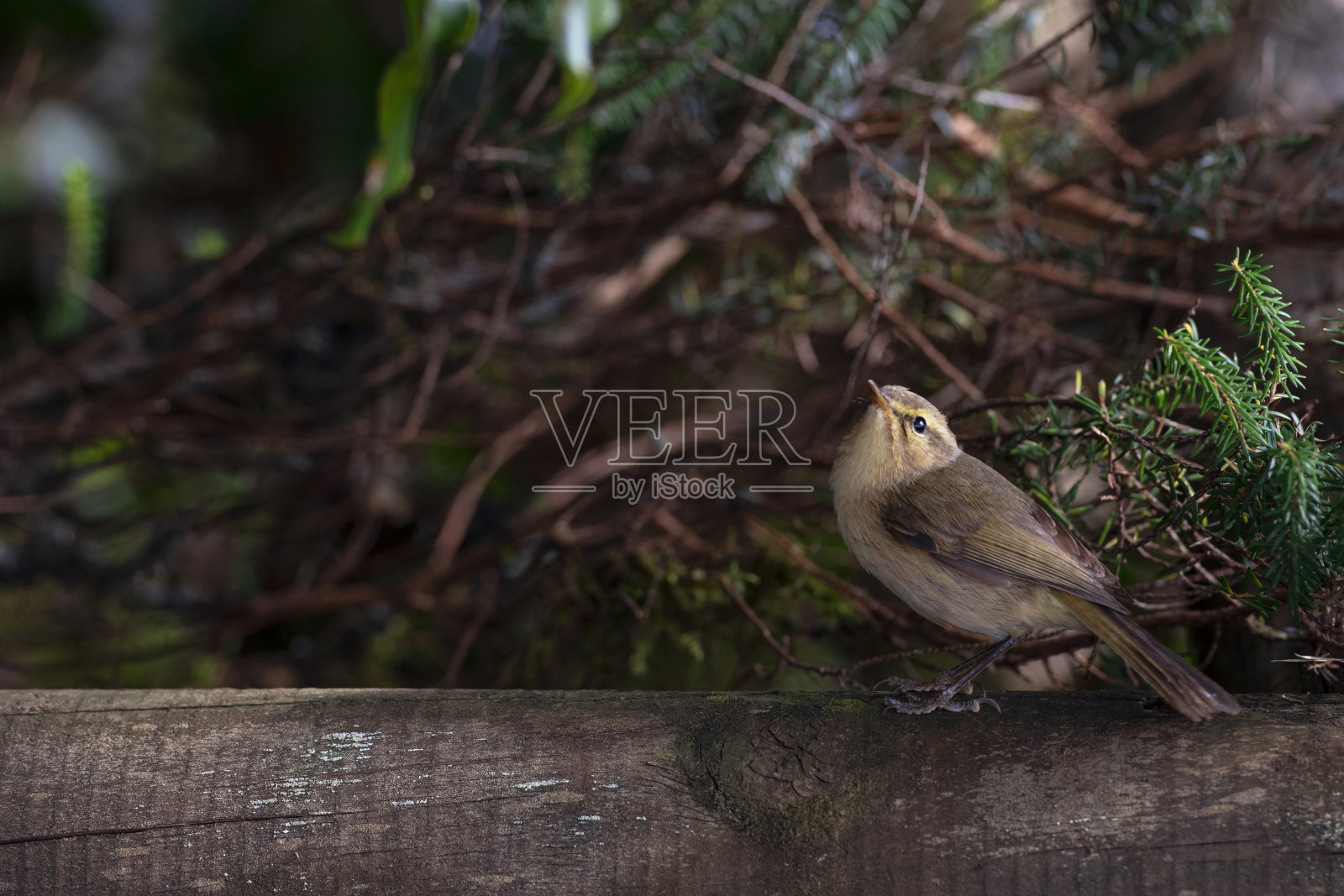位于西班牙特内里费岛的西加那利群岛的细糠也被称为金丝雀Phylloscopus canariensis照片摄影图片