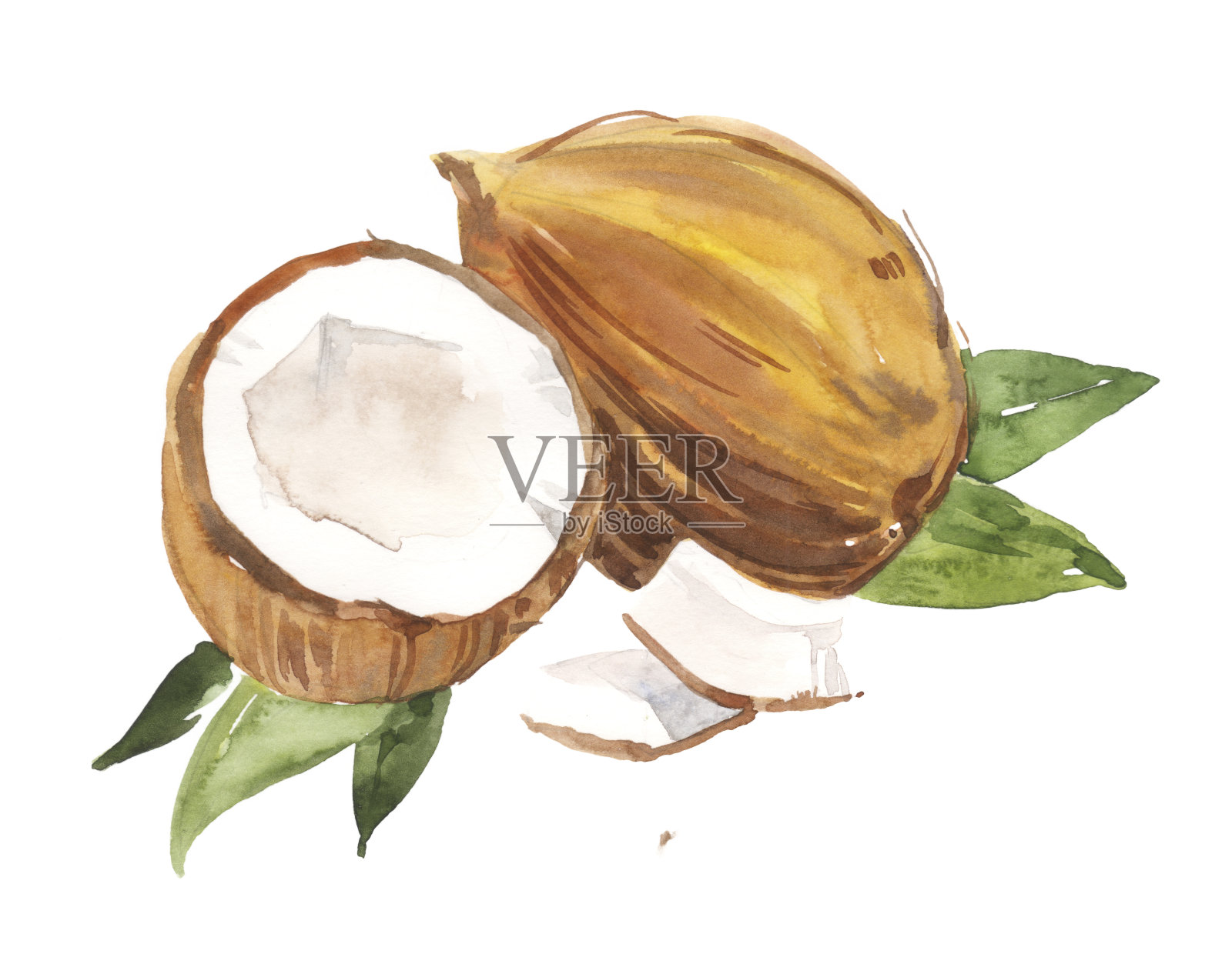 水彩手绘椰子叶植物插图孤立在白色的背景插画图片素材