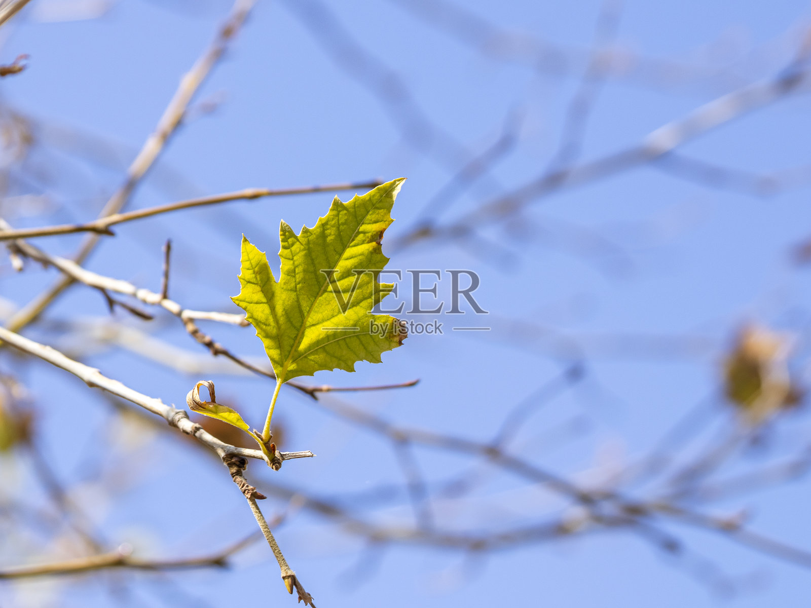 树上秋叶照片摄影图片