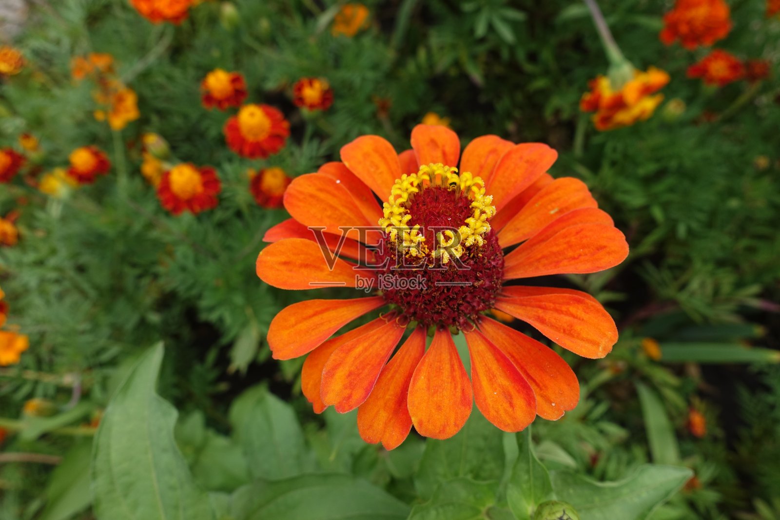 七月的百日草鲜艳的桔黄色花朵照片摄影图片
