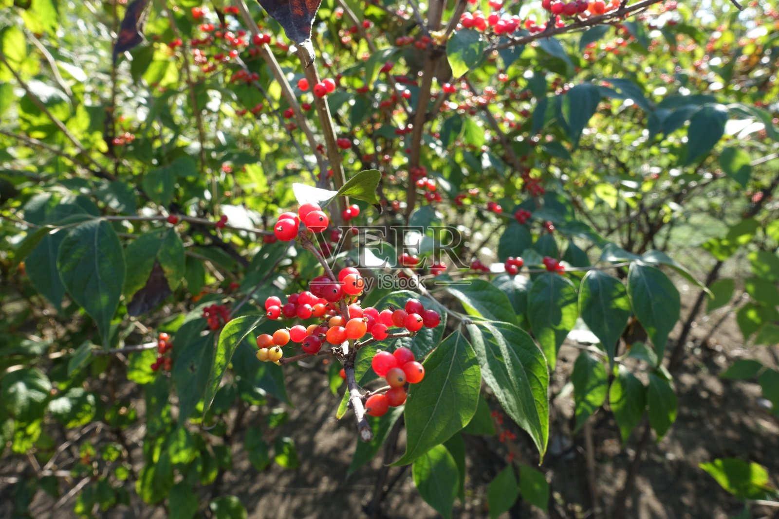 十月出产的亮红色的忍冬浆果照片摄影图片