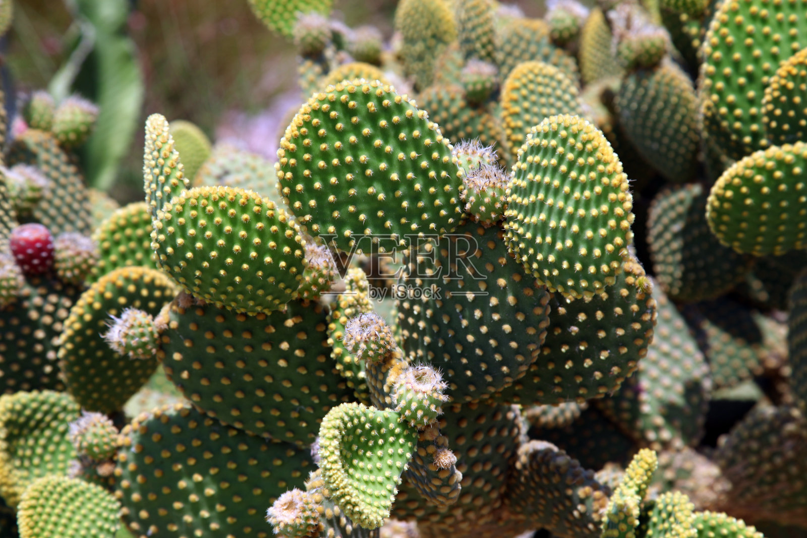 花园里的仙人掌照片摄影图片