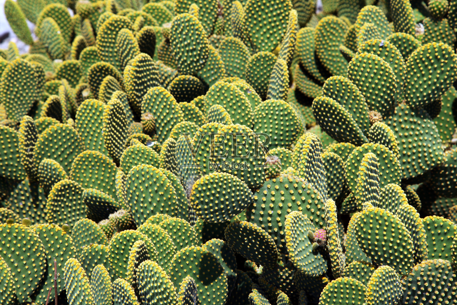 花园里的仙人掌照片摄影图片