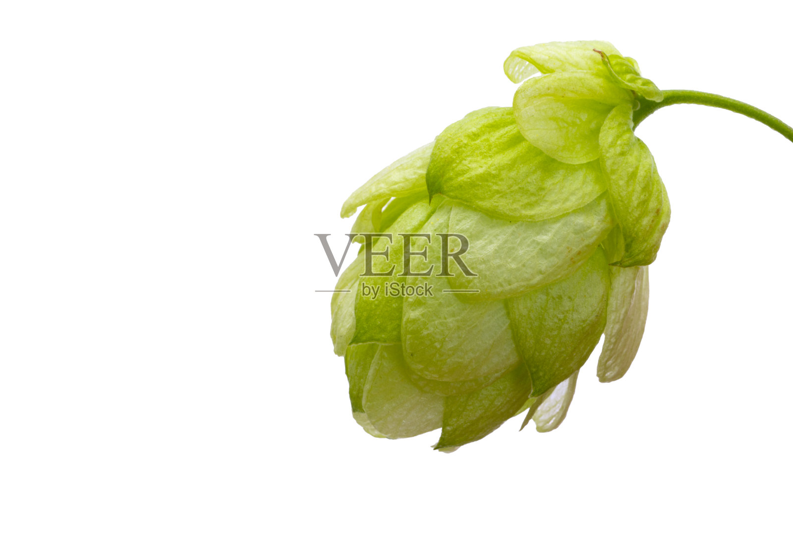 跳锥孤立照片摄影图片