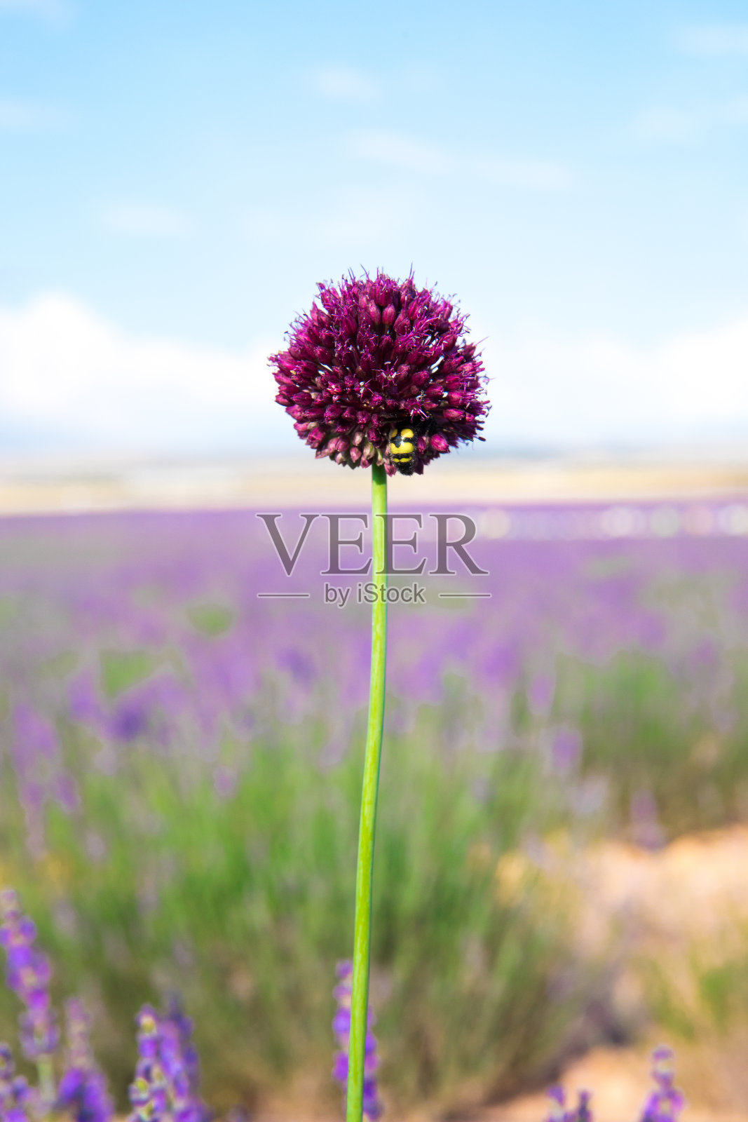 薰衣草田中的薰衣草花照片摄影图片