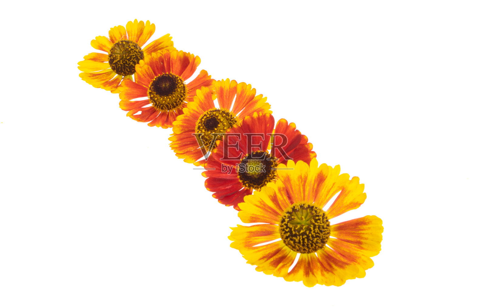 Helenium花孤立照片摄影图片