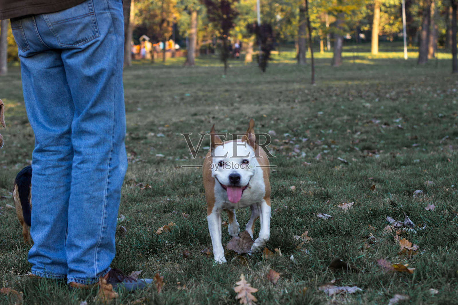狗在枯黄的秋叶下照片摄影图片