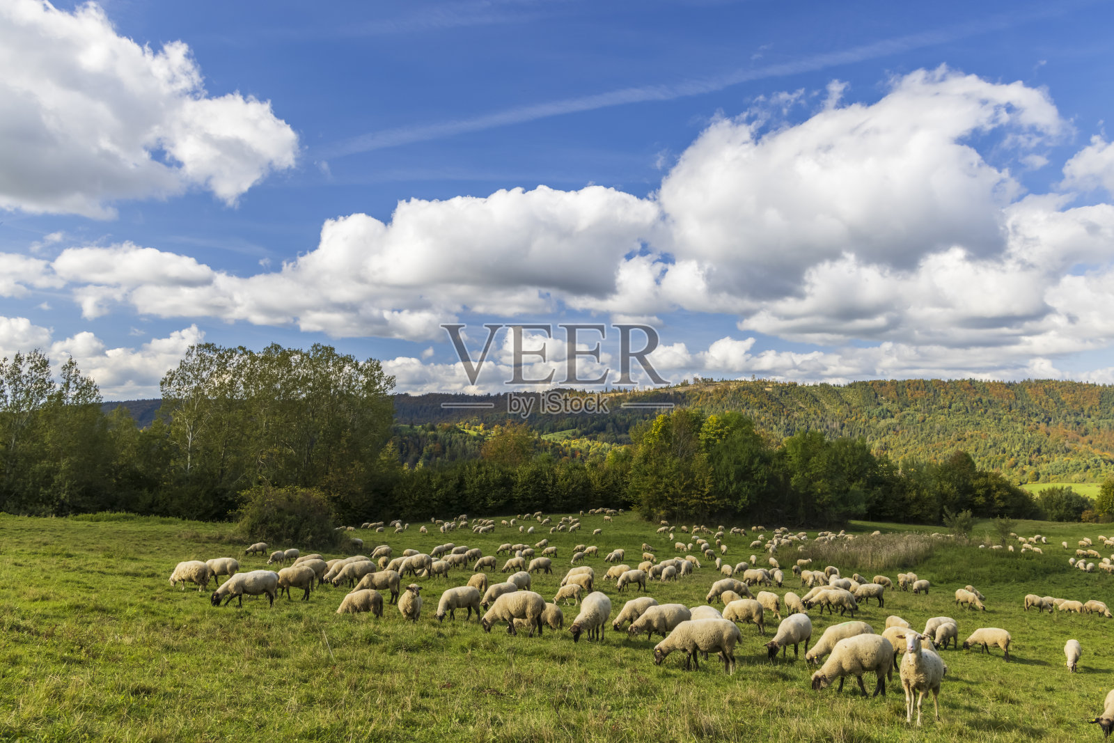 斯洛伐克，马拉法特拉，特尔乔瓦附近的羊群照片摄影图片