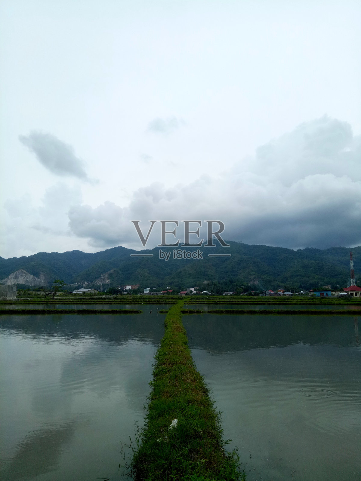 没有种植水稻的稻田。以山脉为背景的稻田照片摄影图片