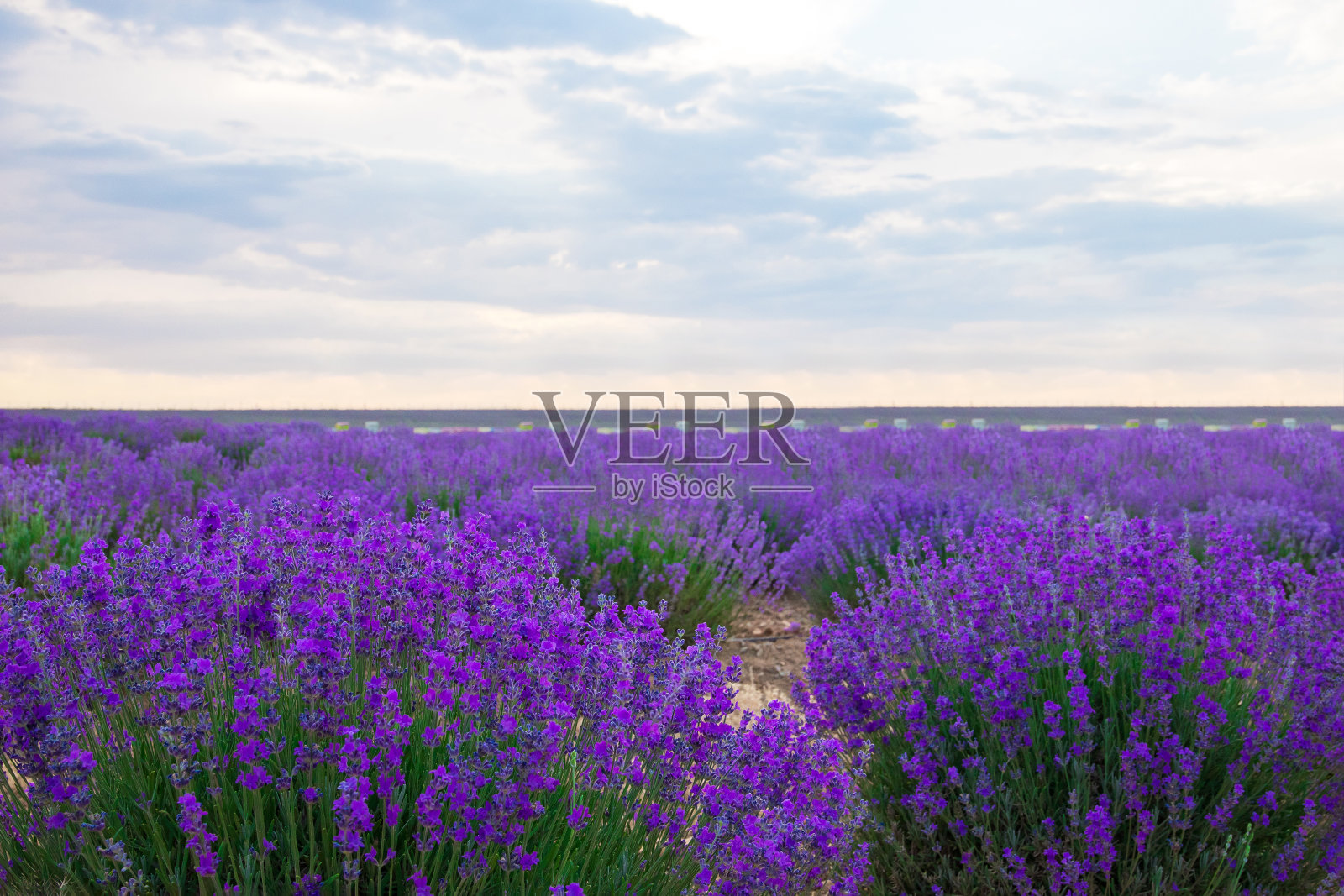 薰衣草田中的薰衣草花照片摄影图片