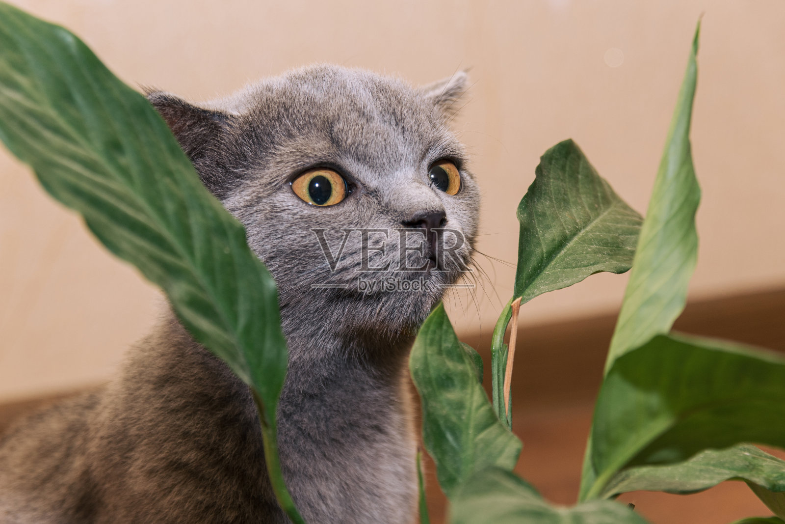 灰色的猫从绿色的家花Spathiphyllum的叶子上向外张望。特写镜头。有选择性的重点。为兽医诊所的图像，关于动物的地点。照片摄影图片