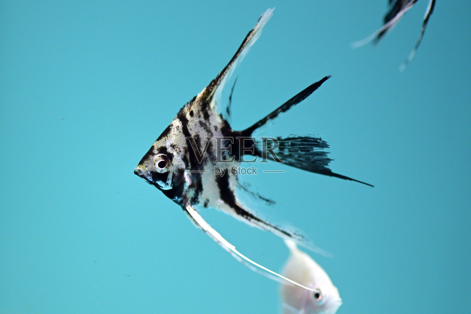 黑白条纹彩色鱼照片摄影图片